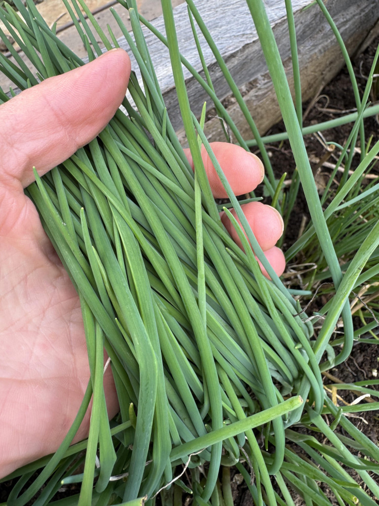 CHIVES